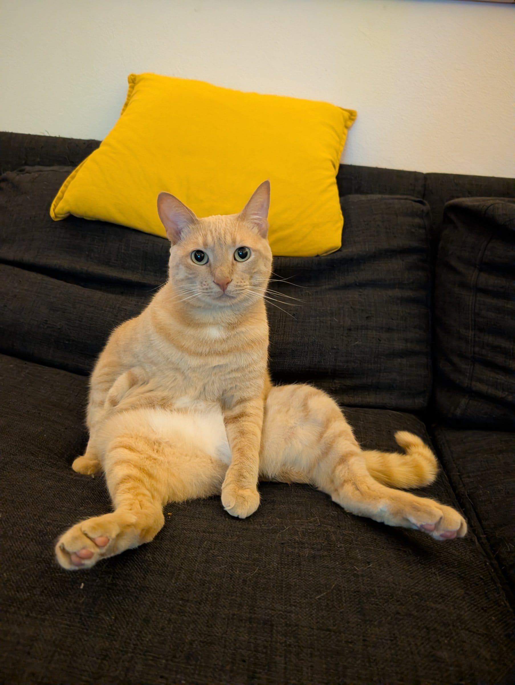 A ginger and white cat lounges comfortably on a dark grey sofa with a yellow cushion behind it.