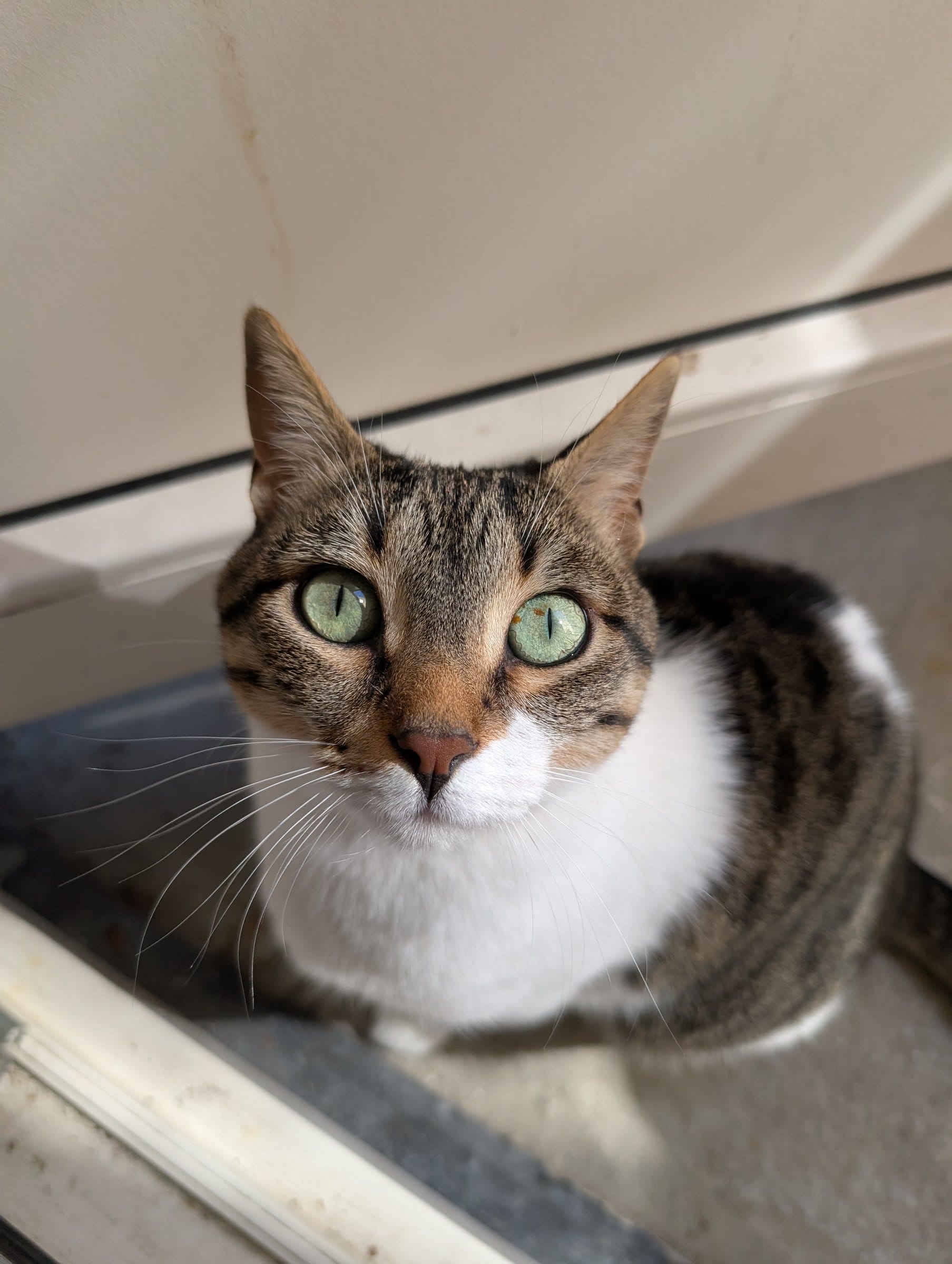 A brown tabby and white cat looks directly at the camera with bright green eyes.