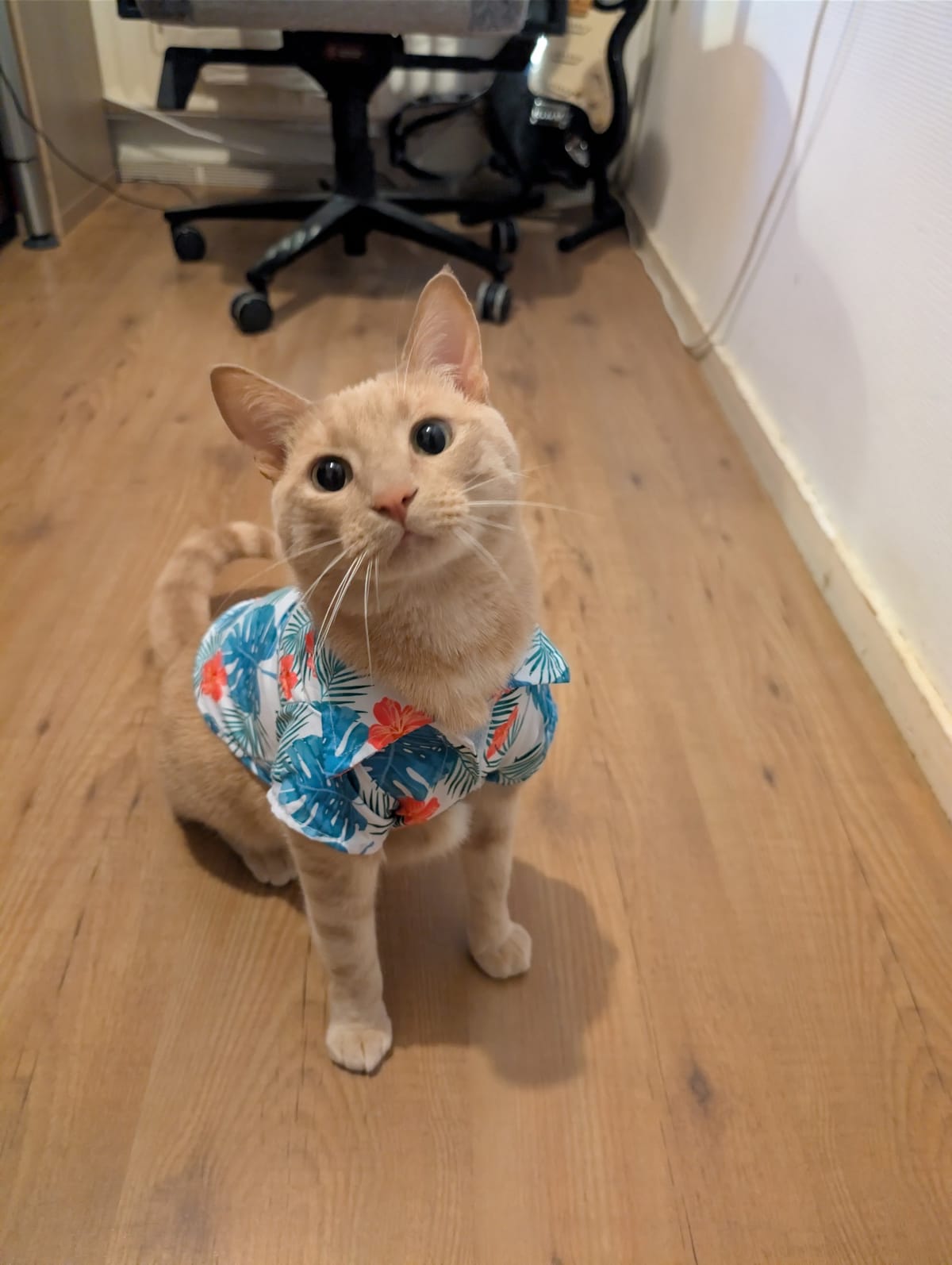 Catwalk