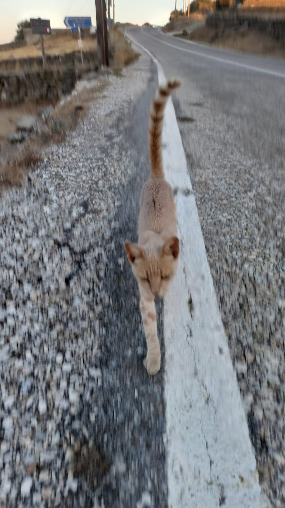 The Day I Picked My Human