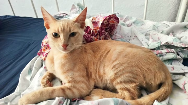 A cream and ginger tabby cat lies relaxed on a floral and white patterned bedspread.