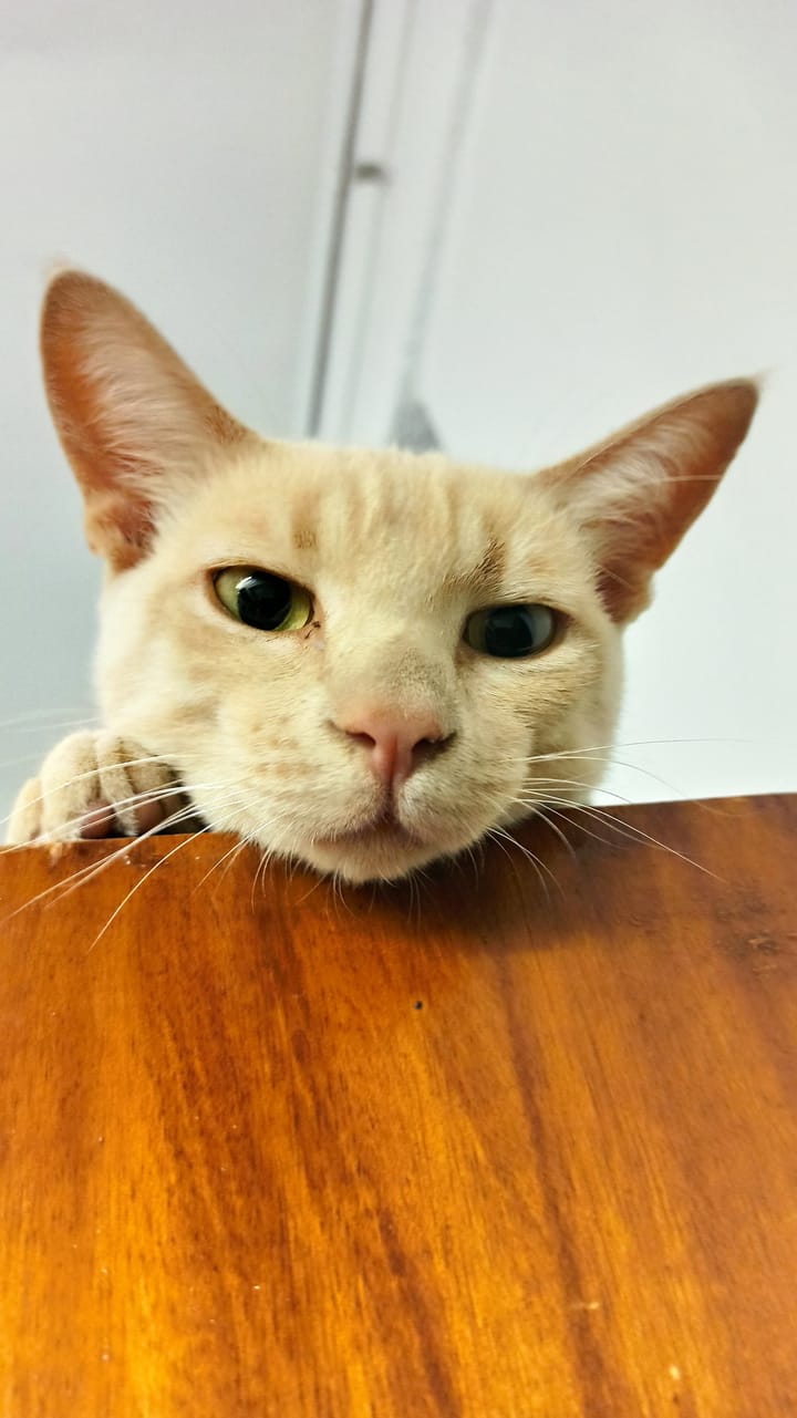 A cream and ginger tabby peeks over a wooden surface, looking directly at the camera with bright green eyes.