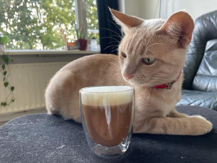 A cream and ginger tabby lies beside a glass of layered coffee drink on a dark surface.