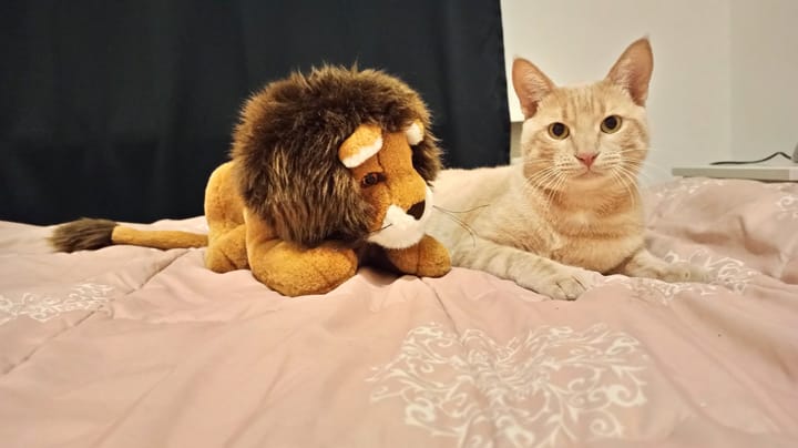 A cream and ginger tabby lies on a pink patterned bed next to a plush lion toy.
