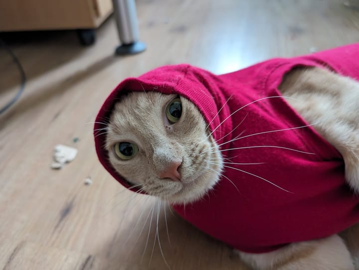 A cream and ginger tabby lies on the floor with his red recovery suit pulled up over his head like a hood.