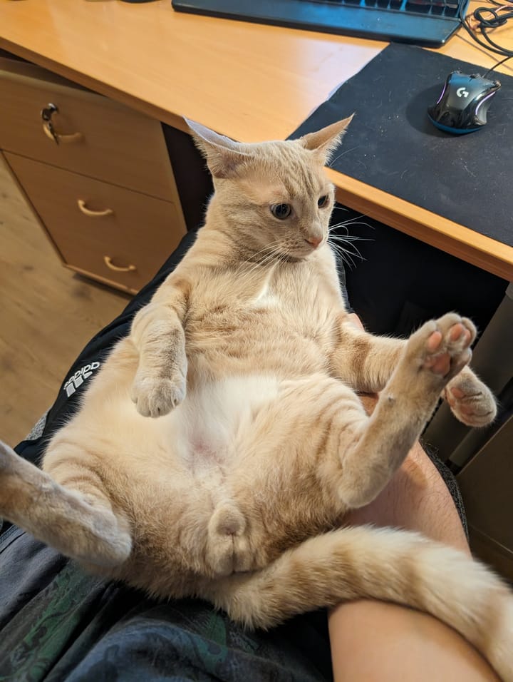 A cream and ginger tabby lies relaxed on a man’s lap, paws outstretched and belly exposed.