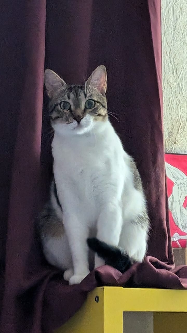 A brown and white tabby cat sits regally on a purple surface, framed by dark curtains.