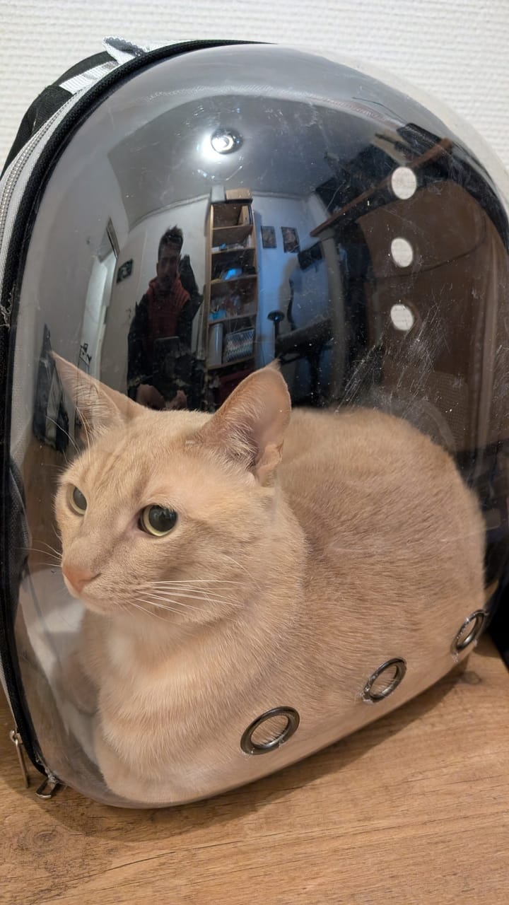 A cream and ginger tabby cat sits inside a transparent carrier, reflecting a room with a person and furniture.