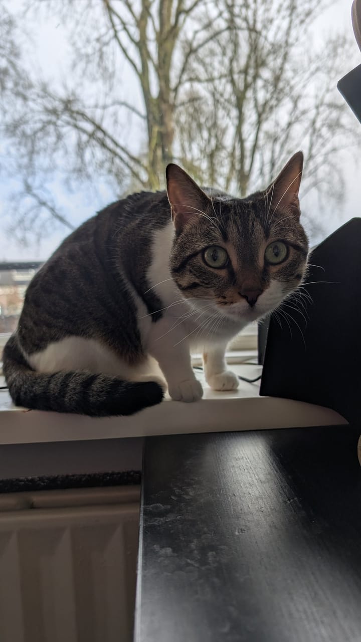 A brown and white tabby cat sits on a windowsill, looking towards a person and out a window.