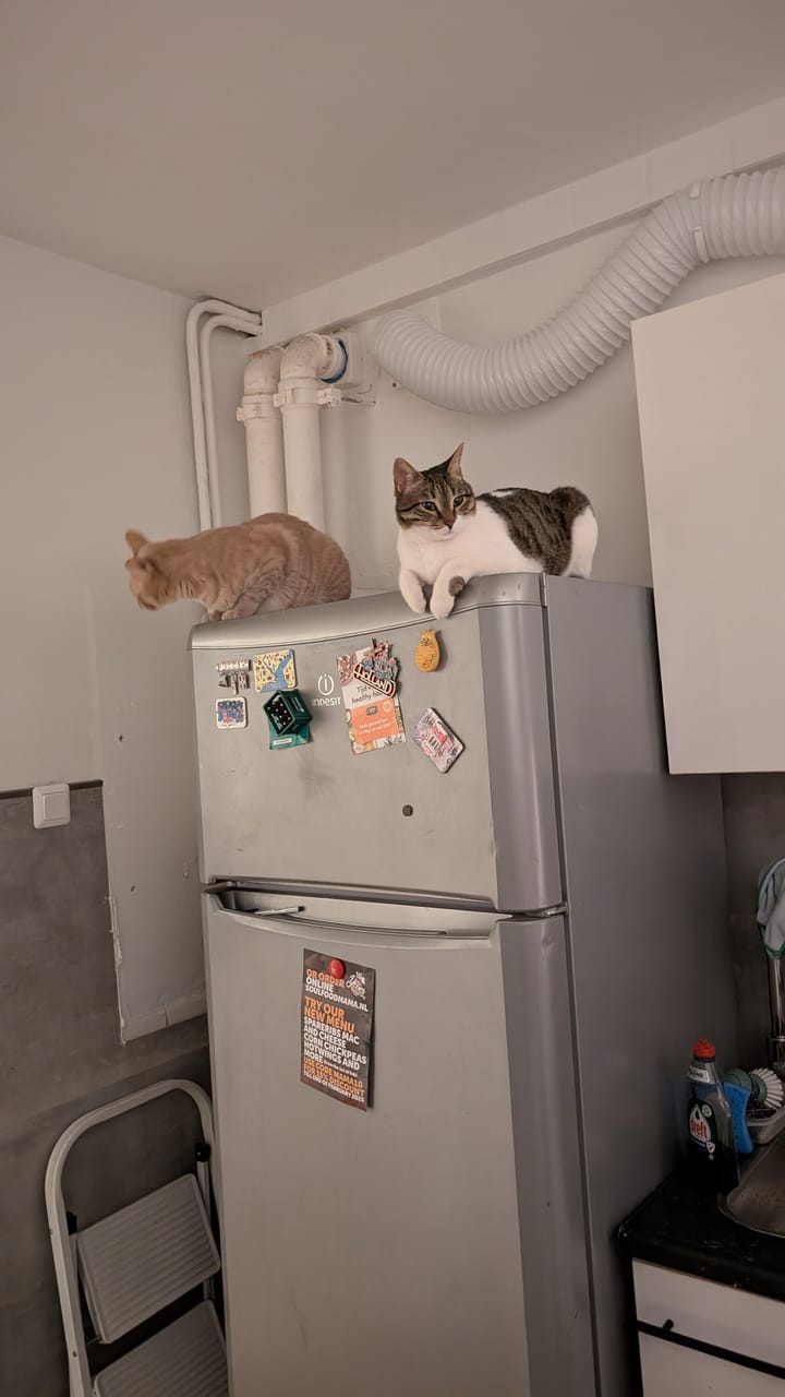 A cream and ginger tabby and a brown and white tabby sit on top of a fridge next to white piping.