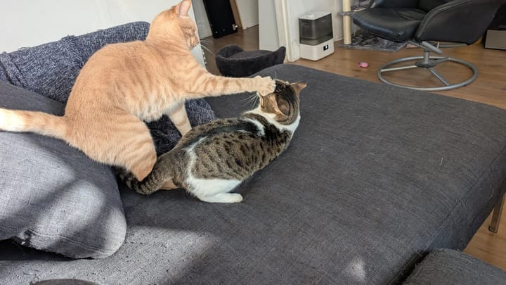 A cream and ginger tabby paws at a brown tabby with white markings on a grey sofa.
