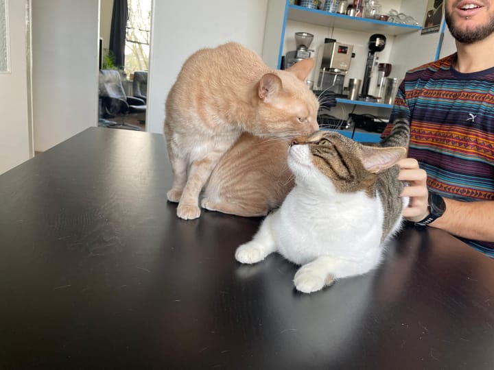 A cream and ginger tabby interacts with a brown and white tabby on a dark surface, near a man and kitchen shelving.