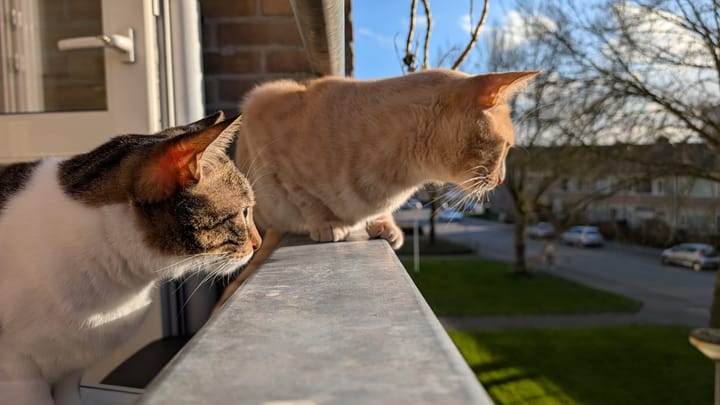 A cream and ginger tabby and a brown tabby with white markings peer intently out a window at a street scene.