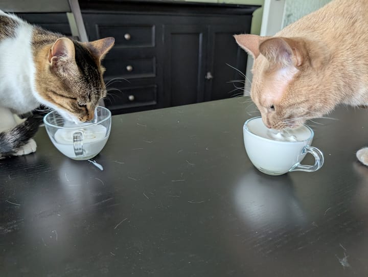 A cream and ginger tabby and a brown tabby with white markings drink from small cups on a dark surface.