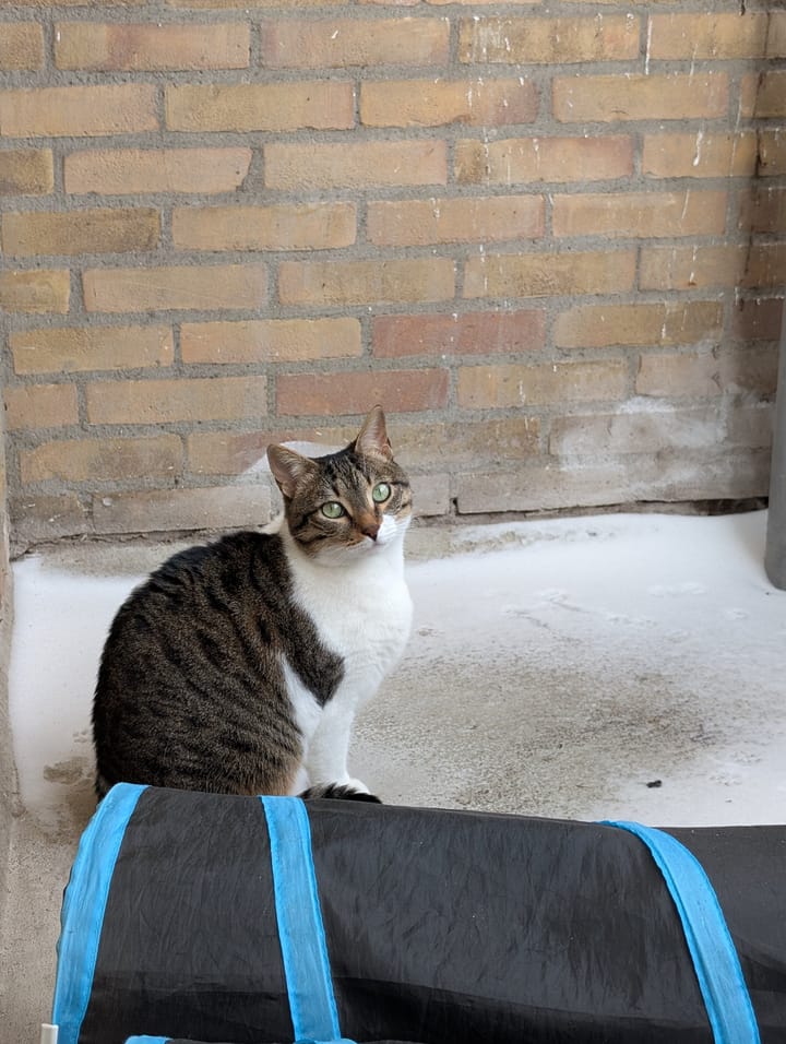 A brown and white tabby cat sits on a black and blue bag against a brick wall.