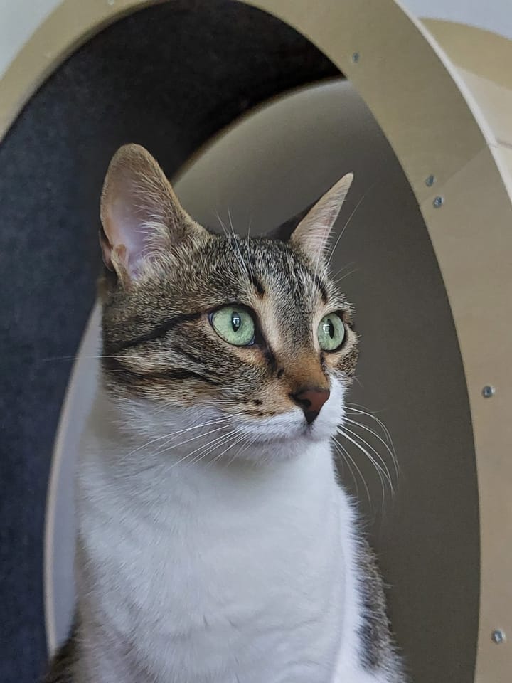 A brown tabby and white cat looks alert from inside a circular cat wheel.