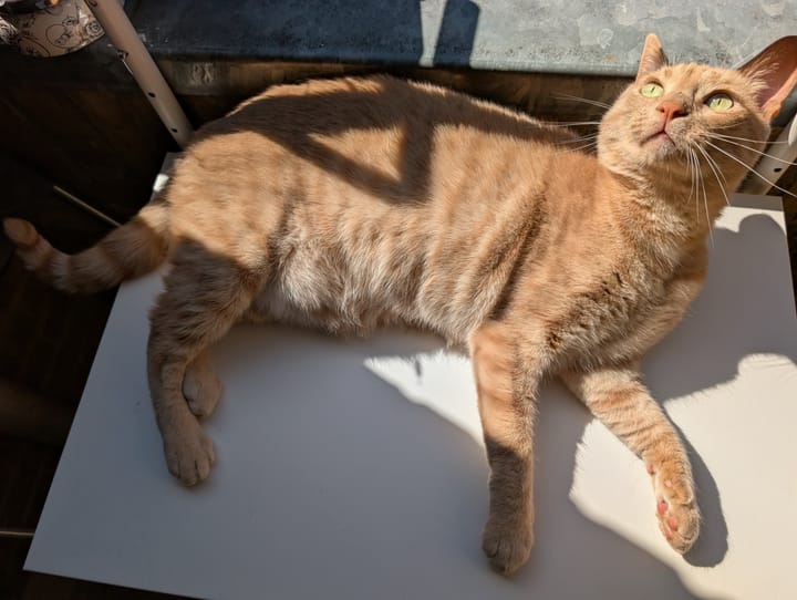 A ginger tabby cat lies stretched out in a sunbeam on a white surface, looking upwards.